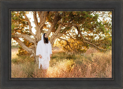 Our Tree of Life
