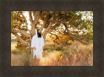 Our Tree of Life