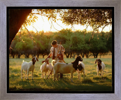 Tending the Flock Gallery Wrap