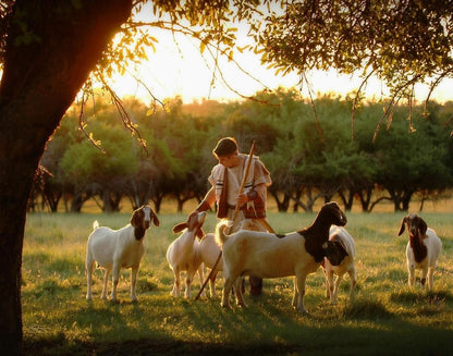 Tending the Flock Gallery Wrap