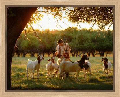 Tending the Flock Gallery Wrap