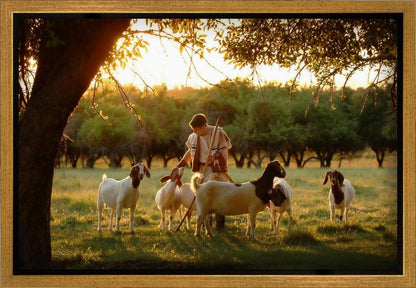 Tending the Flock Gallery Wrap