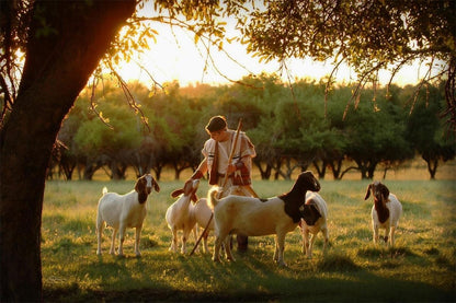 Tending the Flock Gallery Wrap