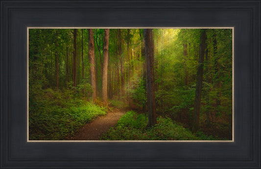 Sacred Grove