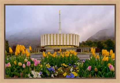 Provo Spring Tulips Gallery Wrap