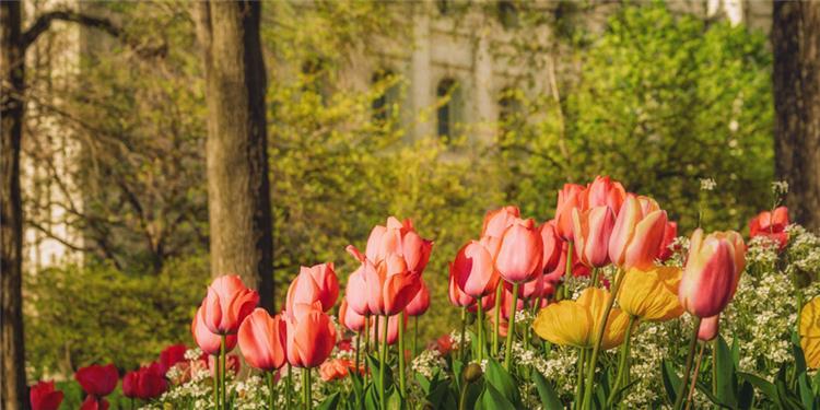 Salt Lake in the Garden