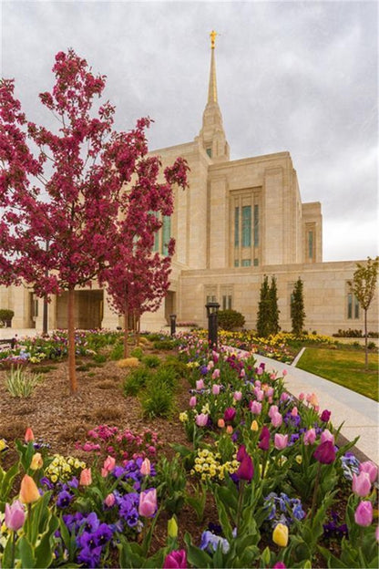 Ogden Tulips Gallery Wrap