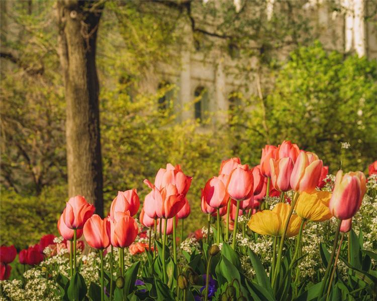 Salt Lake in the Garden