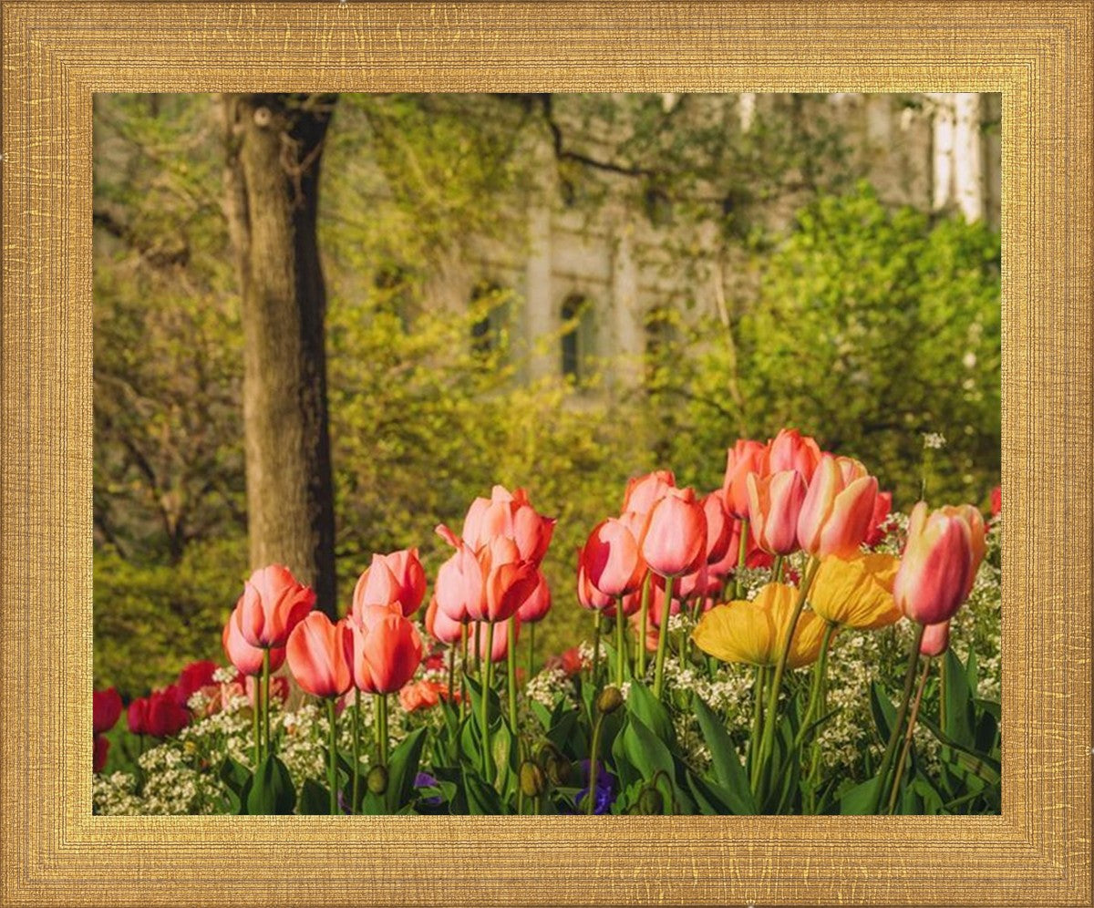 Salt Lake in the Garden
