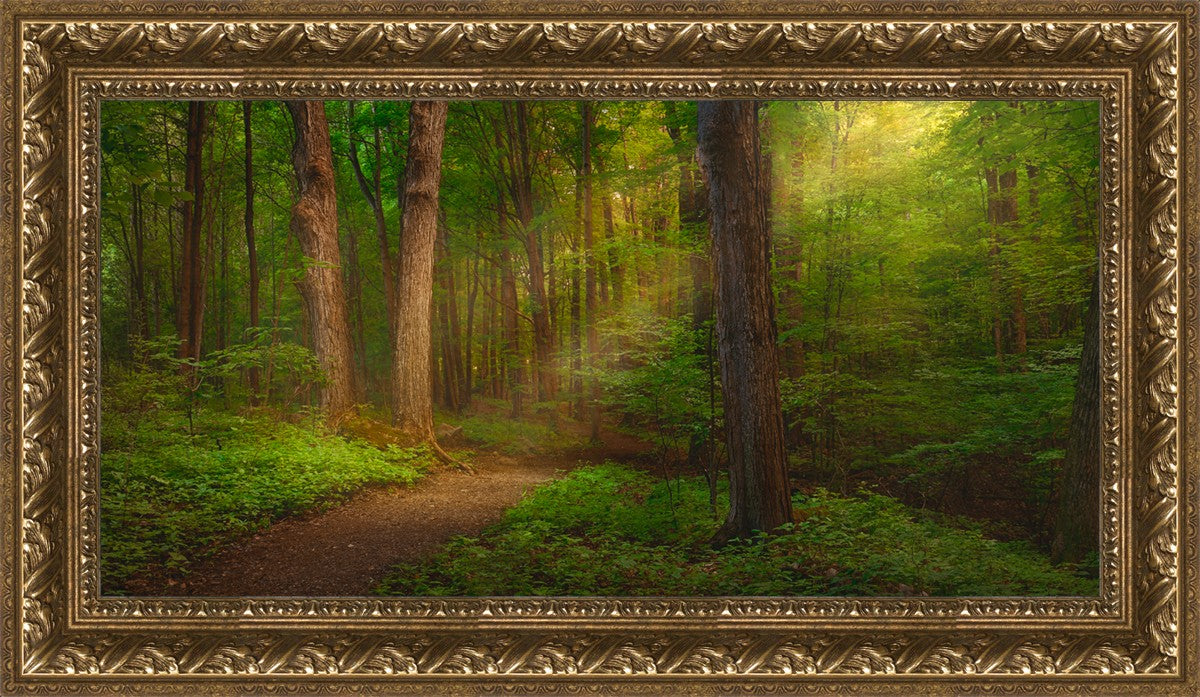 Sacred Grove