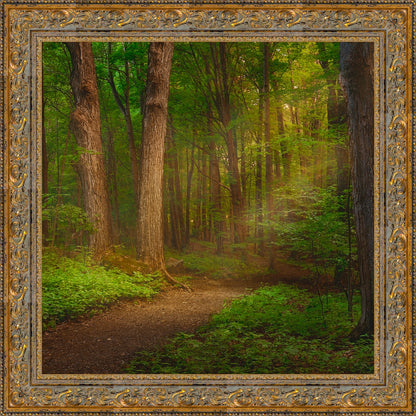 Sacred Grove