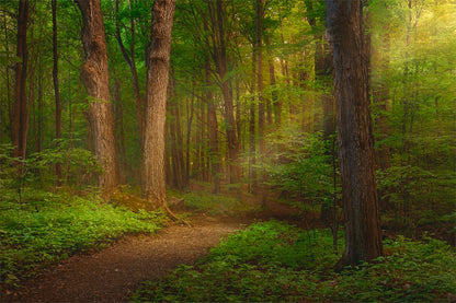Sacred Grove Gallery Wrap