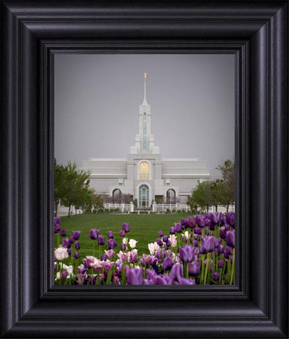 Mt Timp Tulips