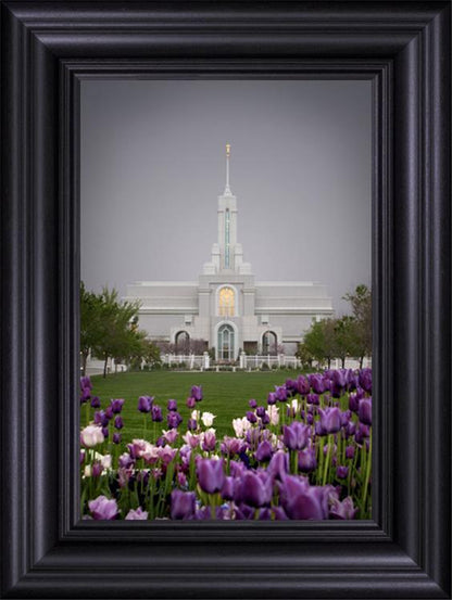 Mt Timp Tulips