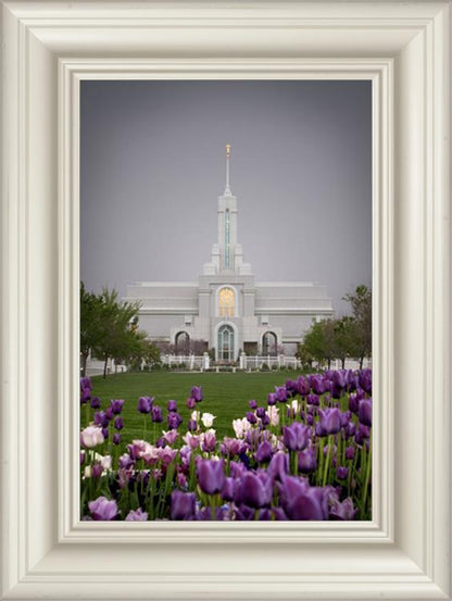 Mt Timp Tulips