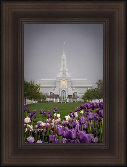 Mt Timp Tulips