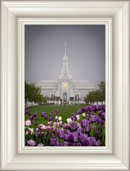 Mt Timp Tulips