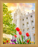 Salt Lake Spring Tulips