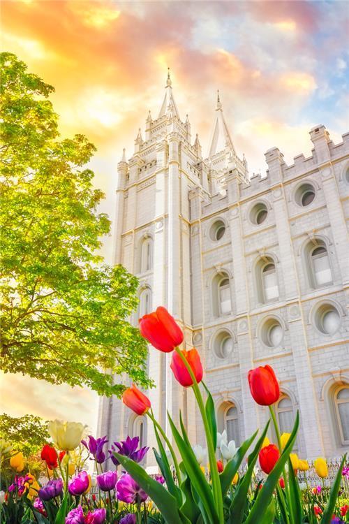 Salt Lake Spring Tulips