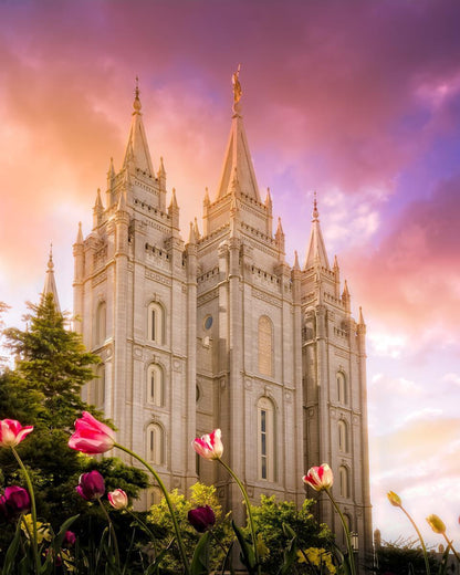 Salt Lake Tulips