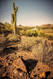 Phoenix Cactus Hill