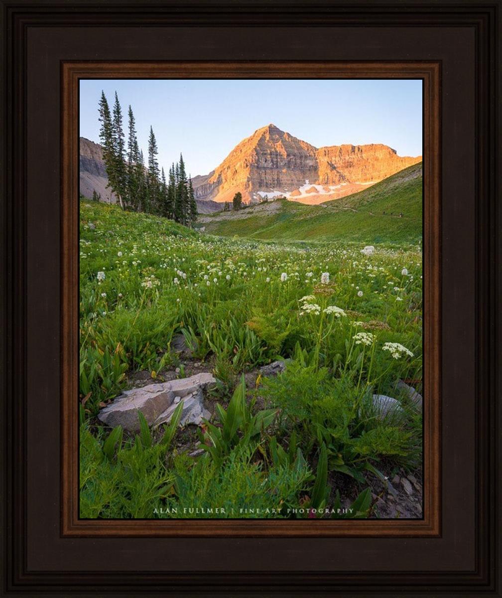 The Meadow