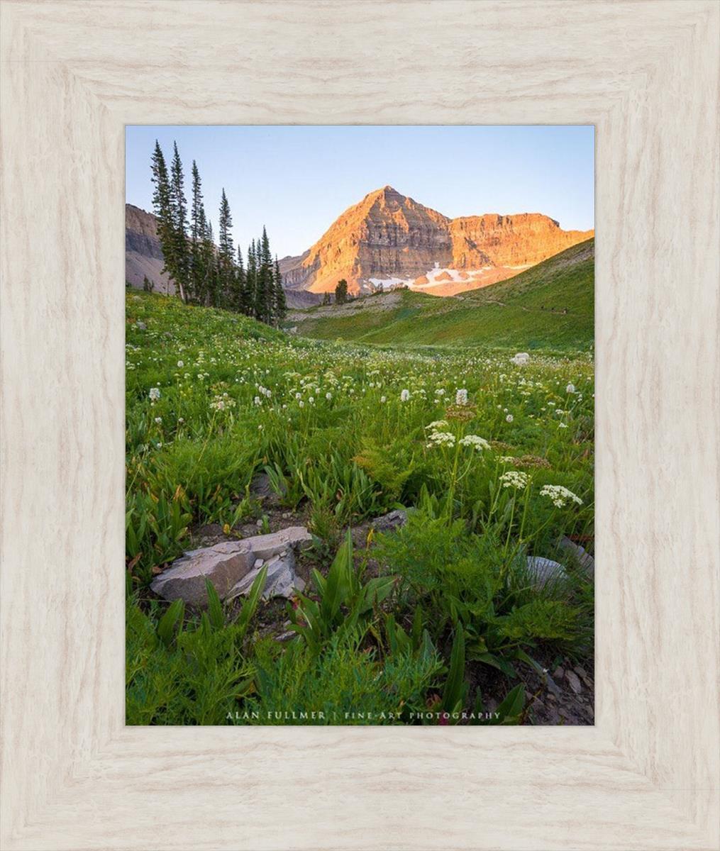 The Meadow