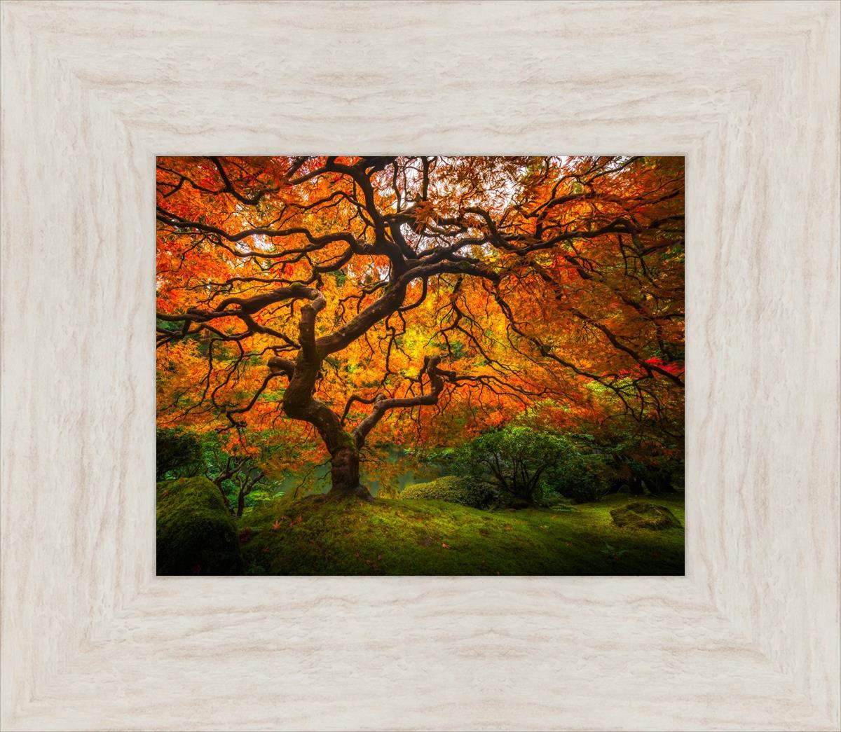 Tree of Perspective