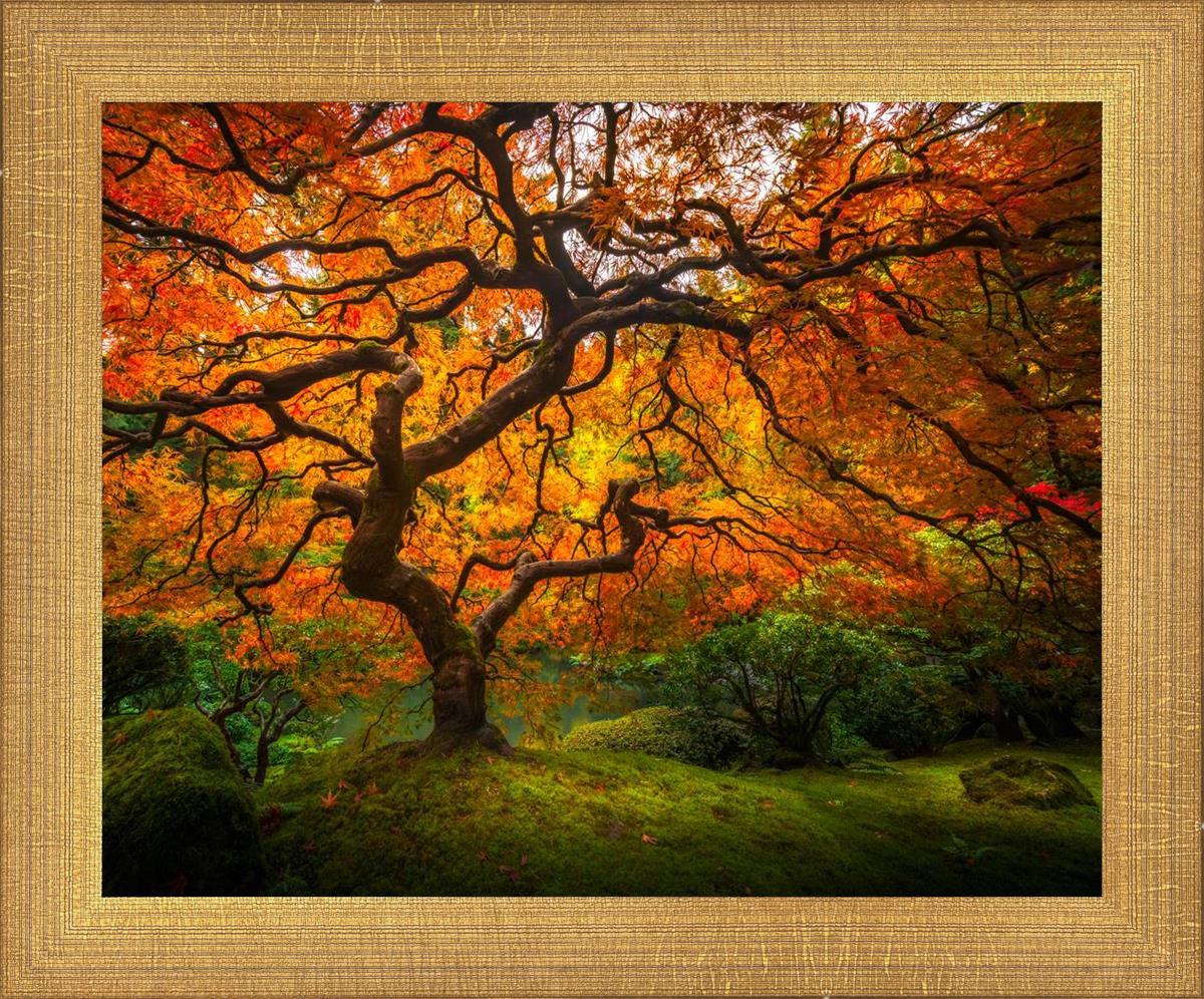 Tree of Perspective