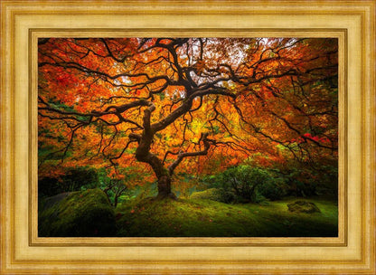 Tree of Perspective