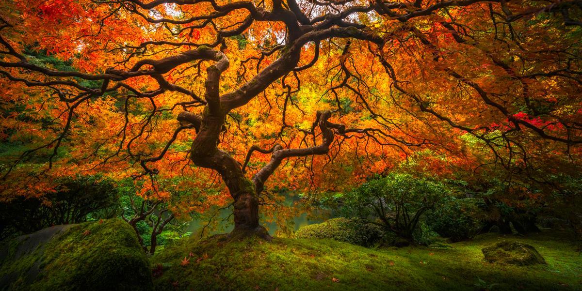 Tree of Perspective  Large Wall Art