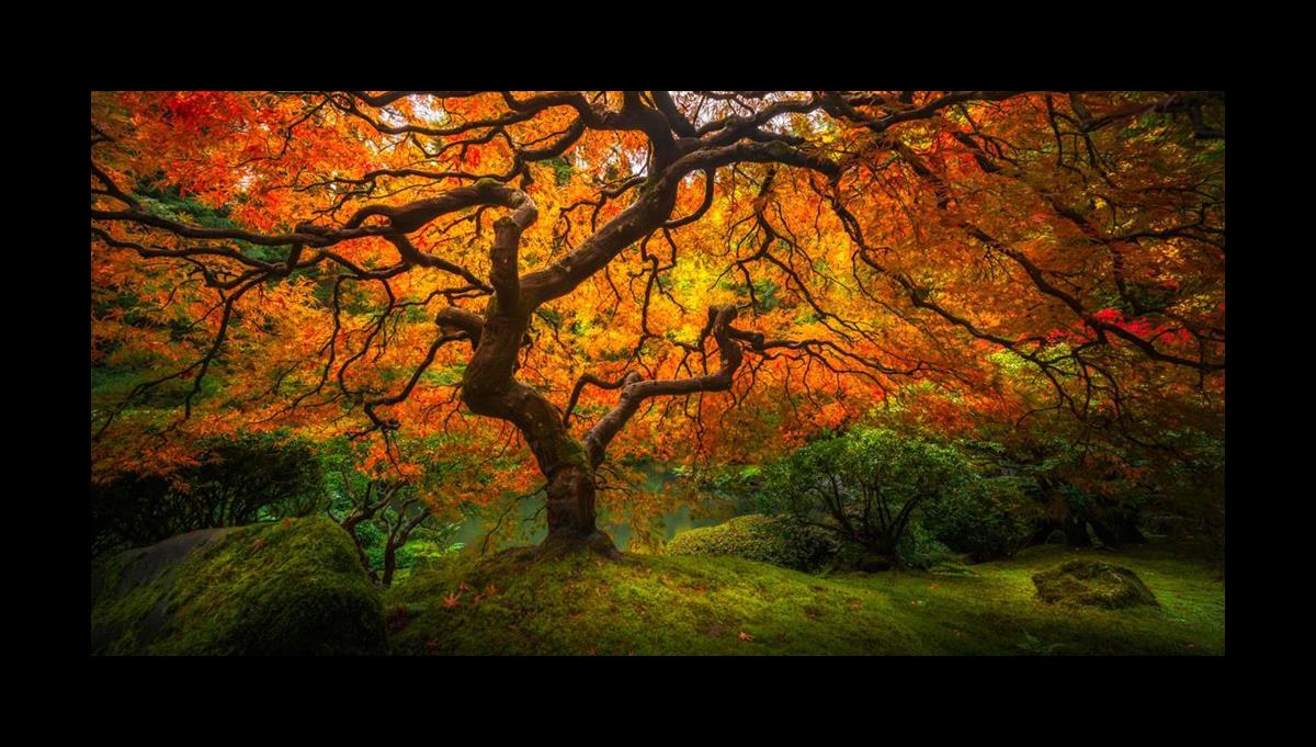 Tree of Perspective  Large Wall Art