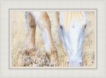 Dry Grass