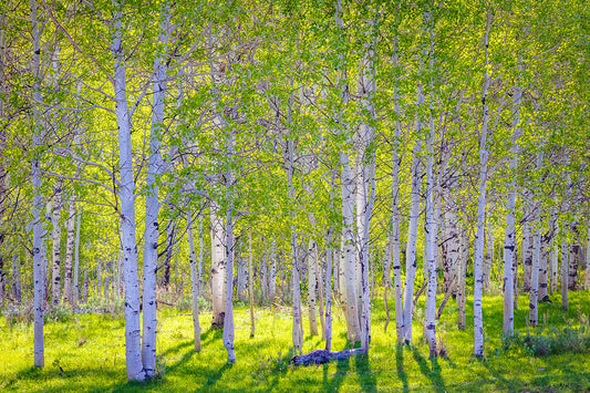 Early Morning Light in the Wasatch Backcountry Original Digital Print