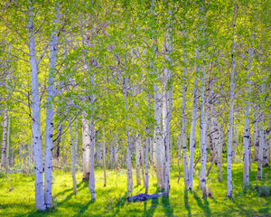 Early Morning Light in the Wasatch Backcountry