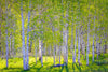 Early Morning Light in the Wasatch Backcountry