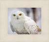 Snowy Owl, Haines, Alaska
