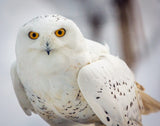 Snowy Owl, Haines, Alaska