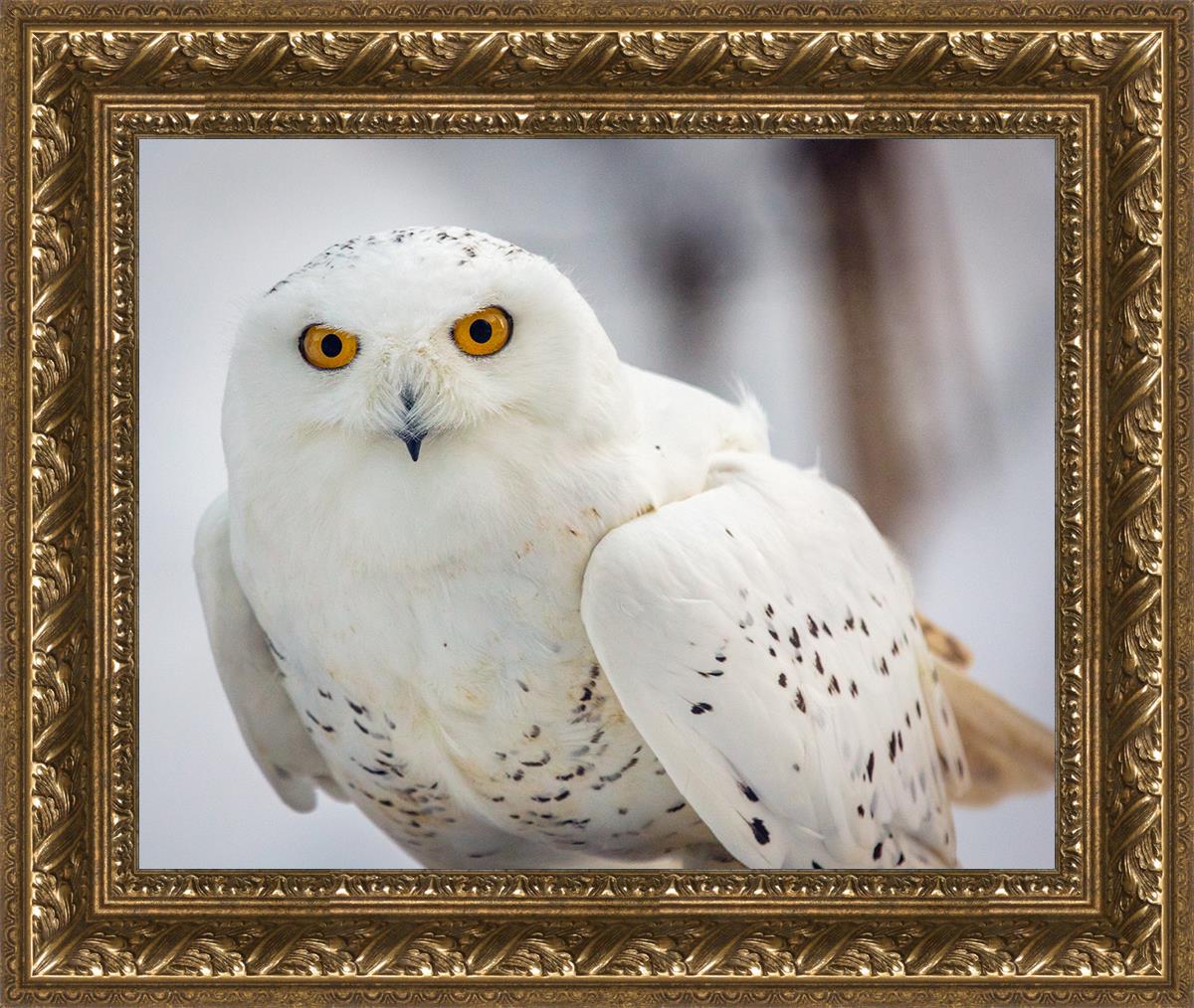 Snowy Owl, Haines, Alaska