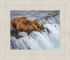 Grizzly Bears Fishing for Salmon at Katmai National Park Brooks Falls, Alaska