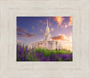 Payson Temple Blooming Lavender