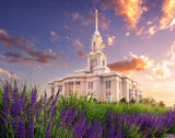 Payson Temple Blooming Lavender