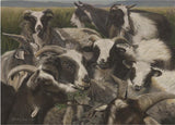 Sheep And Goats