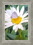 The Daisy and The Butterfly