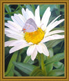 The Daisy and The Butterfly Large Wall Art