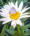 The Daisy and The Butterfly Large Wall Art