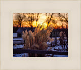 Plate 1 - Sunset Grasses