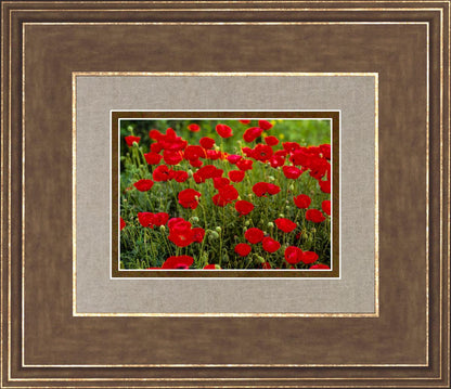 Plate 2 - Poppies in Abundance