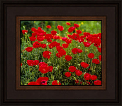 Plate 2 - Poppies in Abundance
