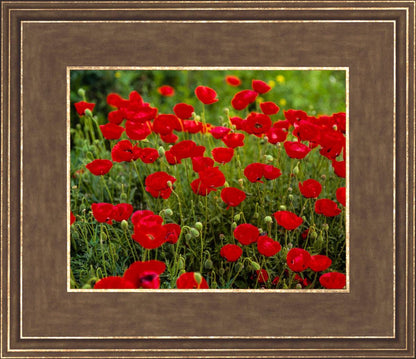 Plate 2 - Poppies in Abundance